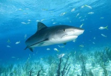 image of tiger_shark