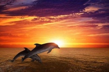 image of animal