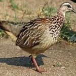 image of black_francolin #12