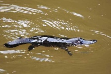 image of platypus
