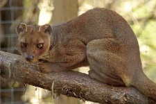 image of polecat