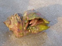 image of hermit_crab