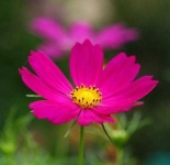image of flower