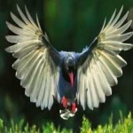 image of bird