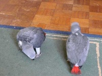 image of african_grey #31