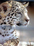 image of jaguar_car