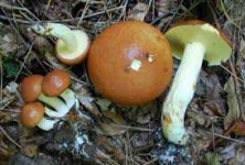 image of mushrooms