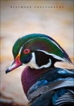 image of drake