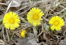 image of flower