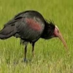 image of bird