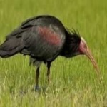 image of northern_bald_ibis #7