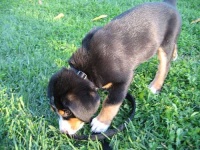 image of greater_swiss_mountain_dog