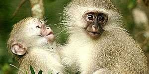 image of capuchin