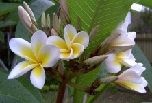 image of flower