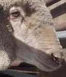 image of animal