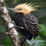 image of bird