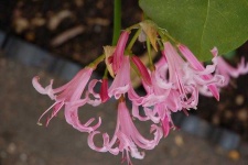 image of flower