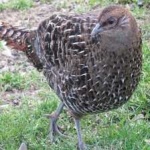 image of bird