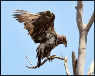 image of bald_eagle