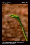 image of vine_snake