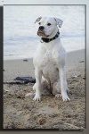 image of animal