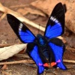 image of animal
