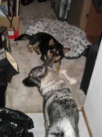 image of norwegian_elkhound