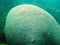 image of brain_coral #32