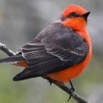 image of bird