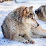 image of animal