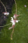 image of flower