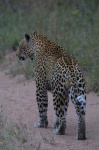 image of leopard