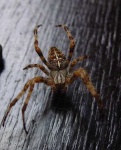 image of garden_spider