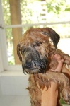 image of soft_coated_wheaten_terrier