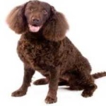 image of animal