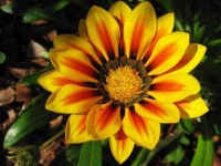 image of flower