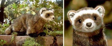 image of polecat