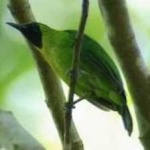 image of bird