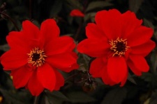 image of flower