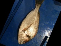 image of fish