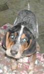 image of bluetick