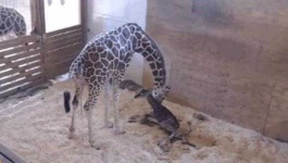 image of animal