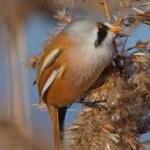 image of bird