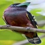 image of banded_broadbill #28