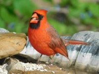 image of cardinal