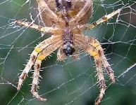 image of barn_spider