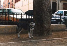 image of malamute