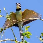 image of white_throated_bee_eater #34