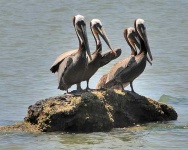 image of pelican