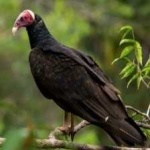 image of bird